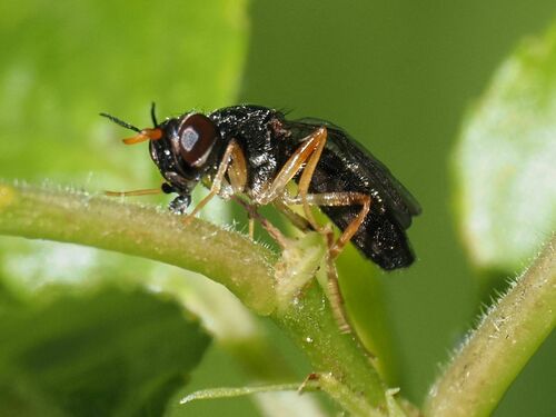 Chyliza extenuata