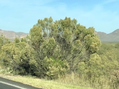 Baccharis sarothroides