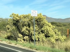 Baccharis sarothroides