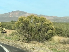 Baccharis sarothroides