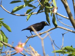 Ploceus nigerrimus