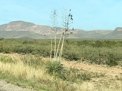 Yucca elata