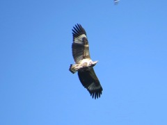Haliaeetus vocifer