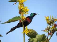 Cinnyris erythrocercus