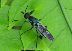 Eudmeta marginata