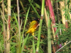 Ploceus jacksoni
