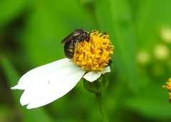 Ceratina unimaculata