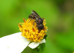 Ceratina unimaculata