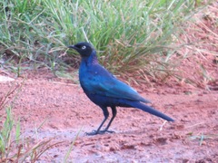 Lamprotornis purpuroptera