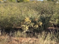 Atriplex canescens