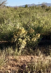 Atriplex canescens