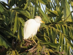 Bubulcus ibis
