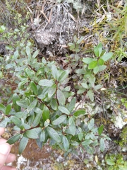 Gaultheria paniculata