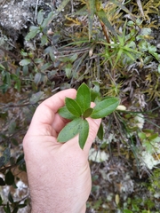 Gaultheria paniculata
