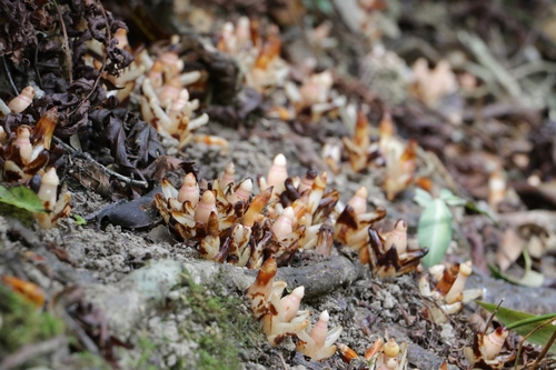 Mitrastemon yamamotoi iNat (2)