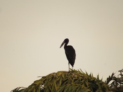 Anastomus lamelligerus