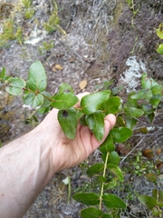 Gaultheria oppositifolia