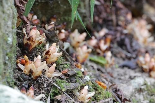 Mitrastemonaceae