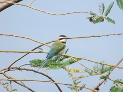 Merops albicollis