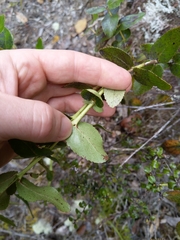 Gaultheria oppositifolia