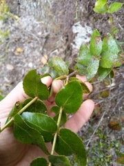 Gaultheria oppositifolia