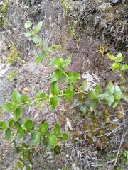 Gaultheria oppositifolia
