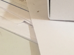 Tapinoma melanocephalum