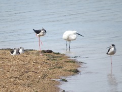 Egretta garzetta