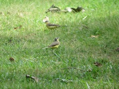 Motacilla flava