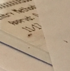 Tapinoma melanocephalum