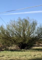 Parkinsonia aculeata