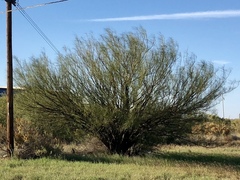 Parkinsonia aculeata