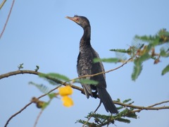 Microcarbo africanus