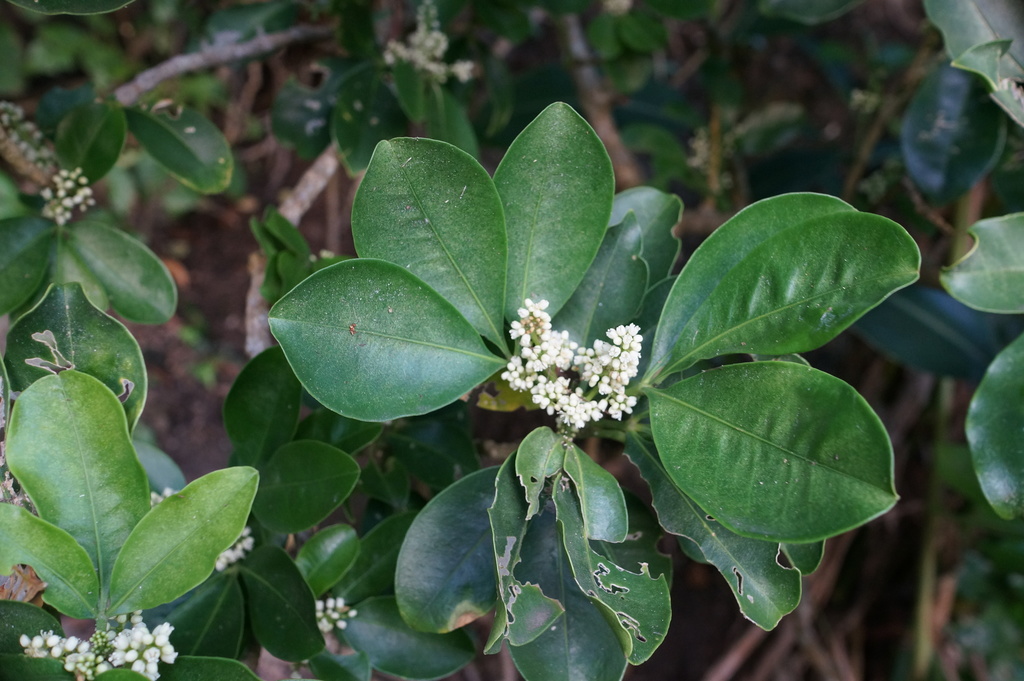 Melicope triphylla (Melicope triphylla)