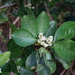 Melicope triphylla - Photo (c) Han-Ting Liu, algunos derechos reservados (CC BY), uploaded by taiwan_reevesia