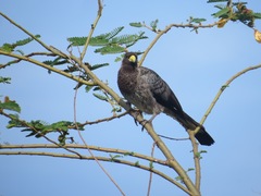 Crinifer zonurus