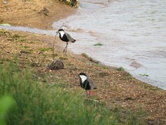 Vanellus spinosus