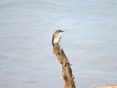 Muscicapa aquatica