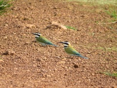 Merops albicollis