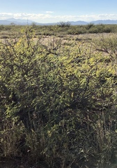 Prosopis glandulosa