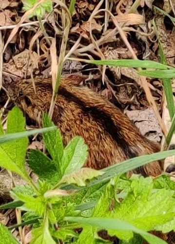 Striped Field Mouse