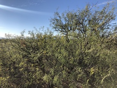 Prosopis glandulosa