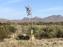Yucca elata
