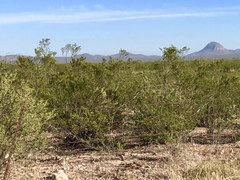 Larrea tridentata