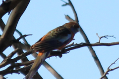 Platycercus elegans adelaidae