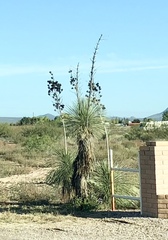 Yucca elata