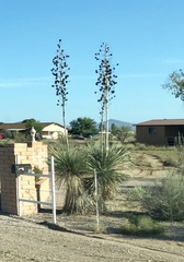 Yucca elata