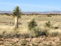 Yucca elata