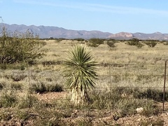 Yucca elata