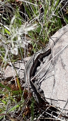 Oligosoma